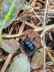 Timarcha goettingensis