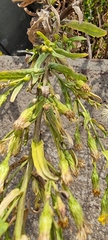 Dittrichia viscosa