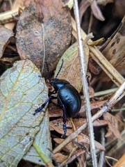 Timarcha goettingensis