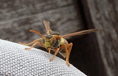 Polistes humilis synoecus