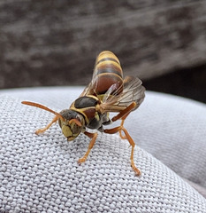 Polistes humilis synoecus