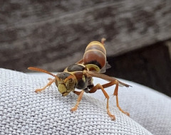 Polistes humilis synoecus