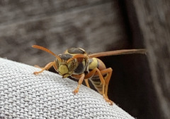 Polistes humilis synoecus