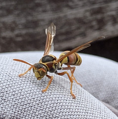 Polistes humilis synoecus