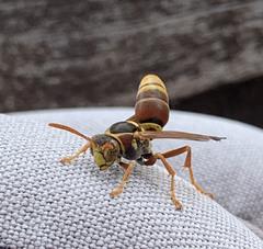 Polistes humilis synoecus