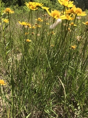 Helenium drummondii