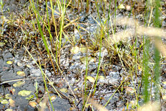 Eleocharis quadrangulata