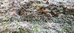 Tortula muralis