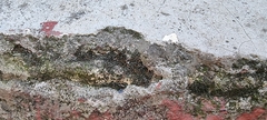 Tortula muralis