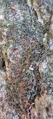 Tortula muralis