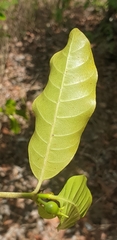 Gardenia rutenbergiana image