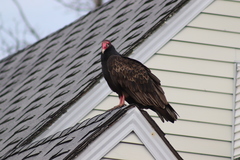 Cathartes aura