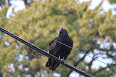 Cathartes aura