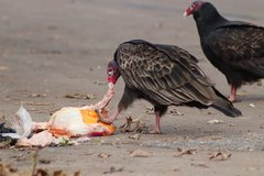 Cathartes aura