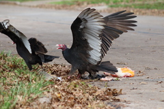 Cathartes aura