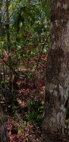 Sorindeia madagascariensis image