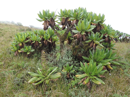 Dendrosenecio erici-rosenii