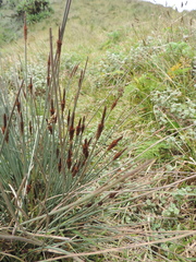 Carex runssoroensis image
