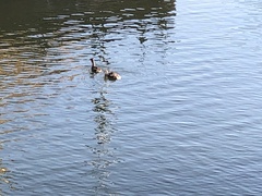 Podiceps cristatus