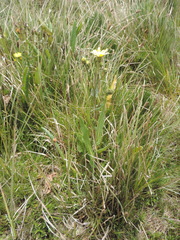 Senecio