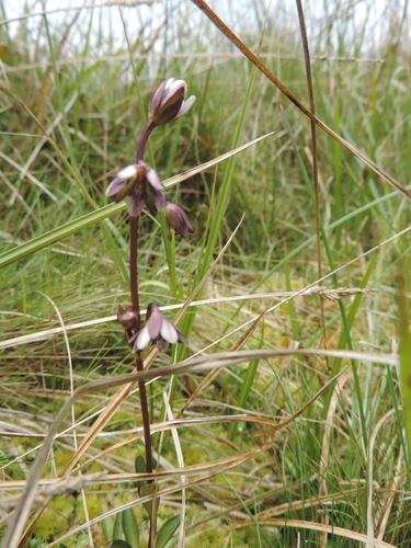 Swertia macrosepala image