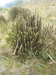 Phlegmariurus saururus