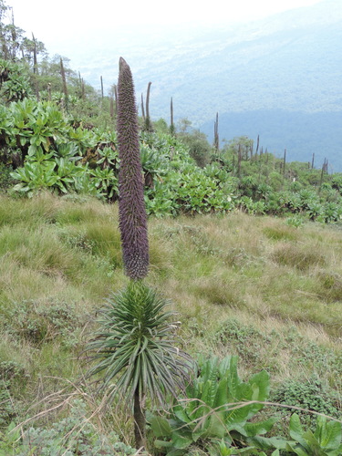 Lobelia stuhlmannii