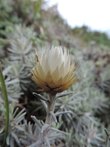 Helichrysum newii image