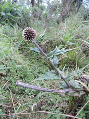 Echinops hoehnelii