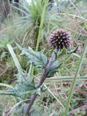 Echinops hoehnelii