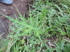 Echinops hoehnelii