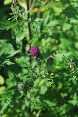 Carduus spachianus
