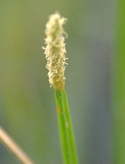Eleocharis quadrangulata