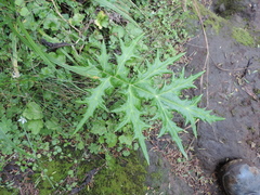Echinops hoehnelii