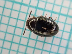 Scaphidema metallicum