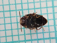 Scaphidema metallicum