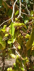 Schizolaena parviflora image