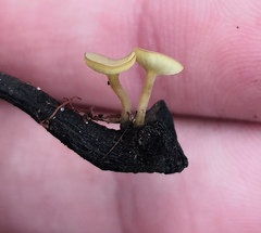 Lanzia luteovirescens