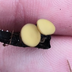 Lanzia luteovirescens