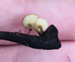 Lanzia luteovirescens