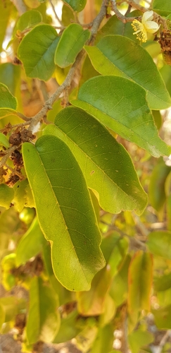 Schizolaena parviflora image
