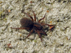 Trochosa terricola