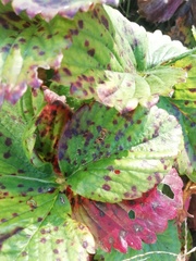 Diplocarpon fragariae