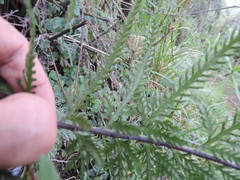 Asplenium