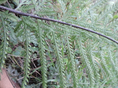 Asplenium
