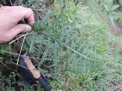 Asplenium