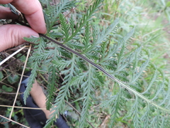 Asplenium