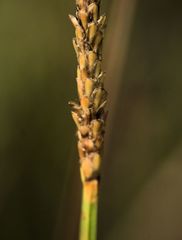 Eleocharis quadrangulata