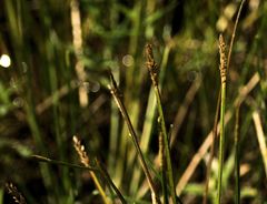 Eleocharis quadrangulata