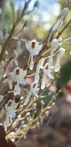 Microcoelia perrieri